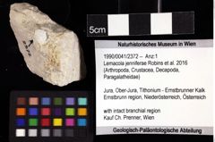 Foto (Objket + Etiketten) von Lemacola jenniferae (Robins et al., 2016) 